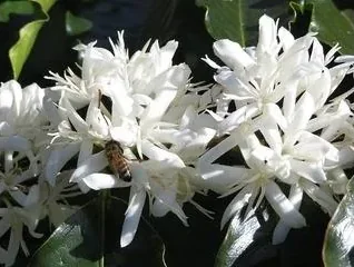 Maui Bees - photo 3