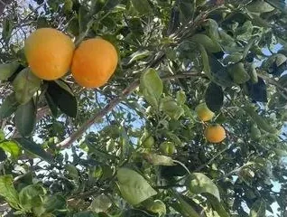 Wailuku - photo 2