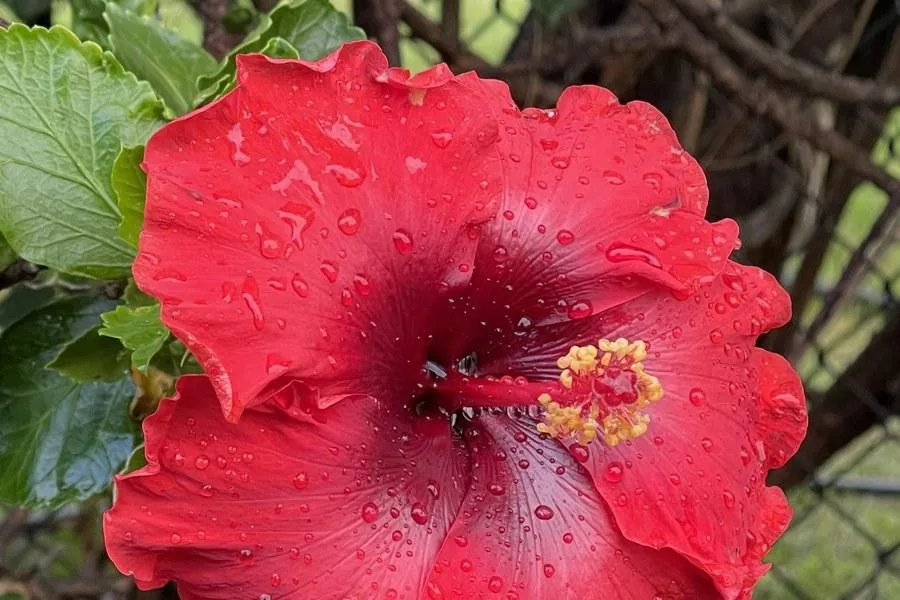Wailuku First Friday